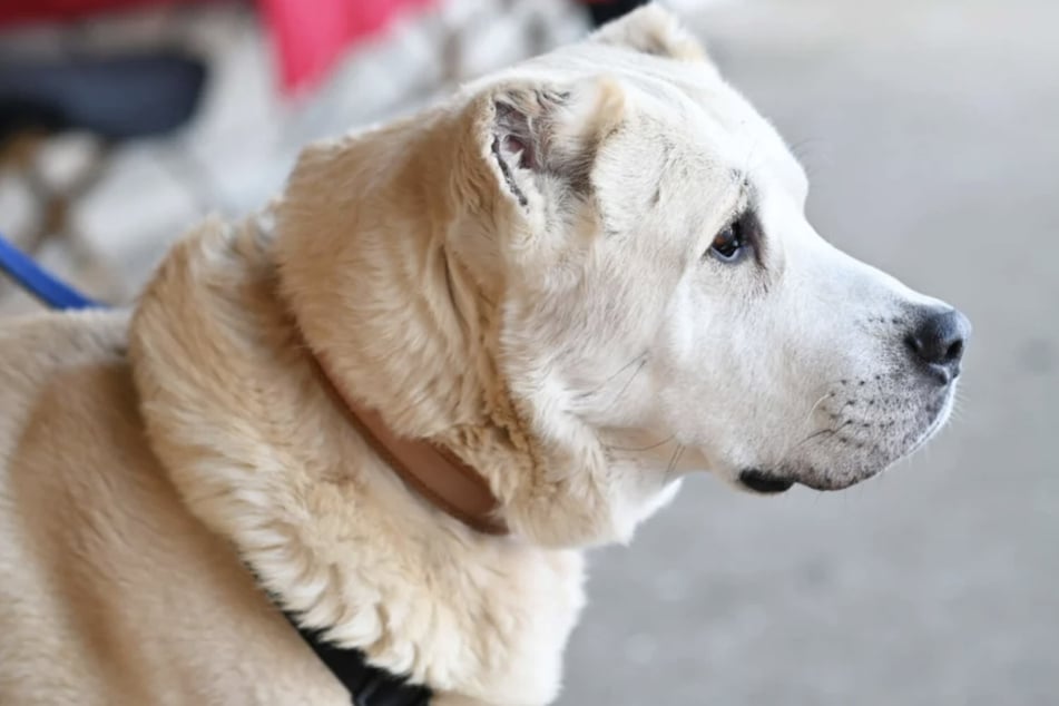 Trotz seiner Größe lässt es Baschka am liebsten entspannt angehen.
