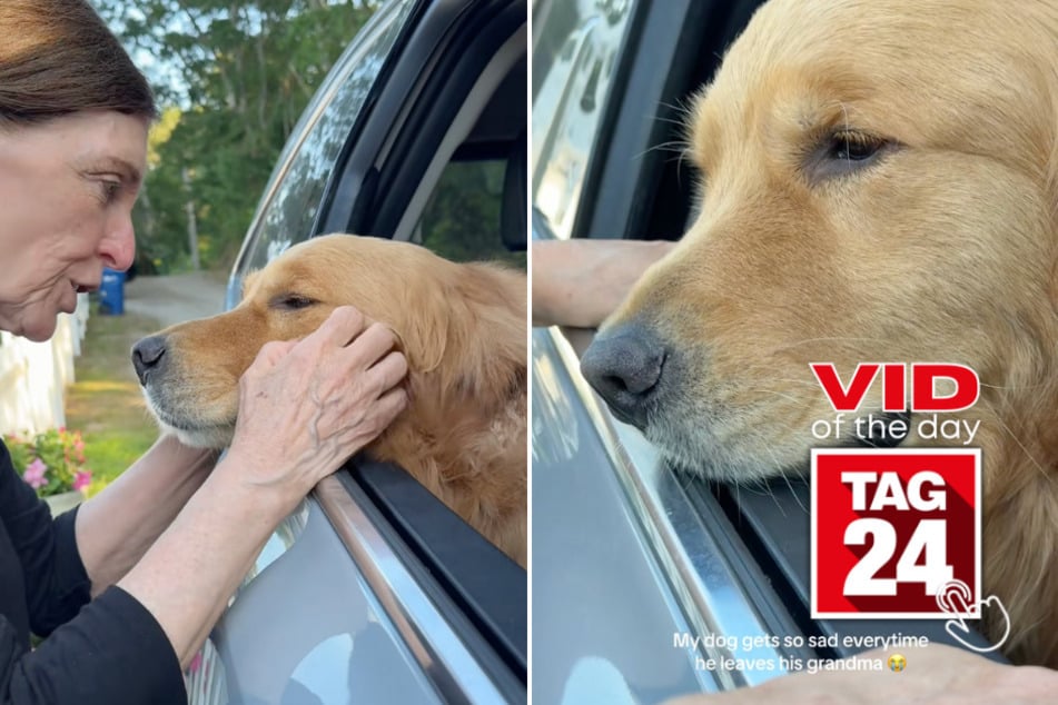 viral videos: Viral Video of the Day for September 11, 2025: Dog's heartbreaking goodbye to grandma has TikTok in tears