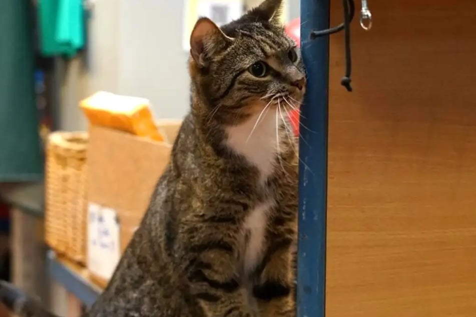 Europäisch-Kurzhaar-Kater Tobias ist aktuell im Hamburger Tierheim untergebracht.