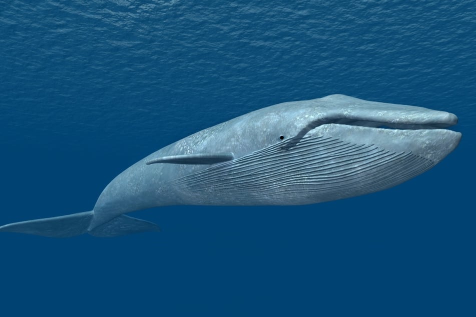 Blauwale haben mehrere Extreme zu bieten - unter anderem das schwerste Herz.