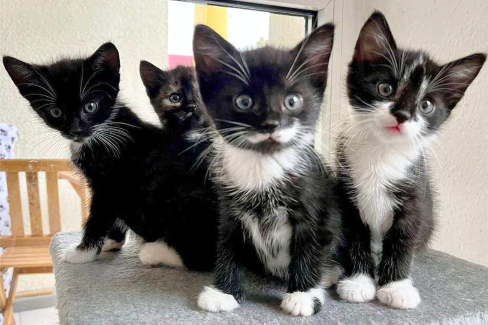 Die vier Katzenkinder bringen aktuell Schwung in die "Kitcats Tierheim-Pflegestelle" in Leipzig.