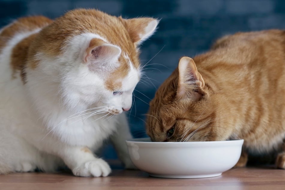 Futterneid bei Katzen kann man mit der richtigen Vorgehensweise vermeiden.