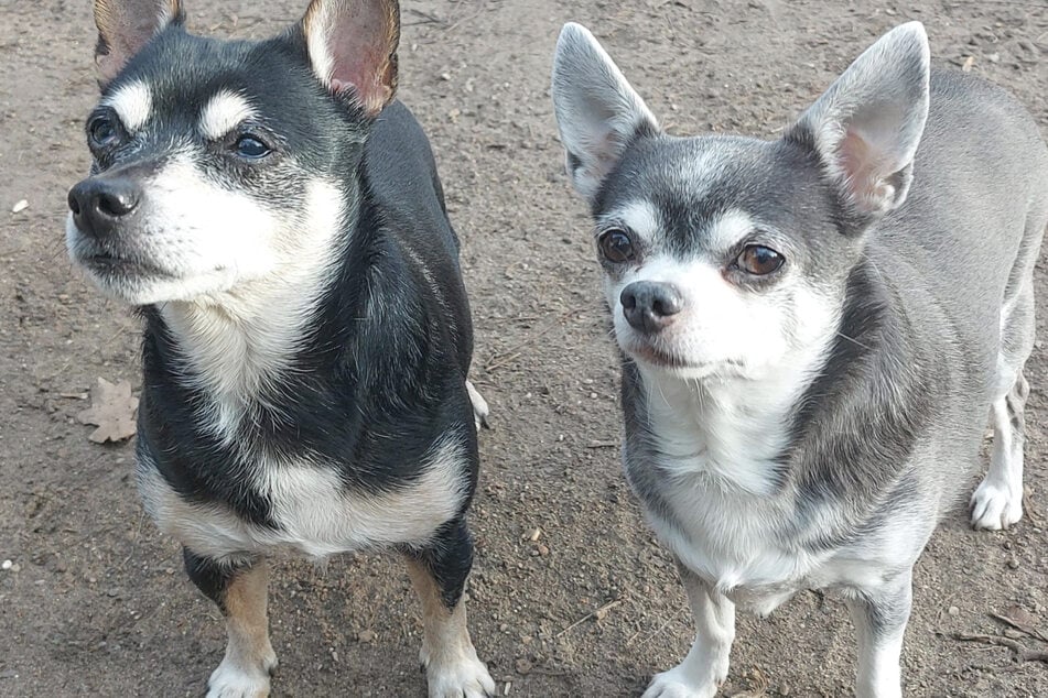 Am liebsten würden die beiden gemeinsam ein neues Zuhause finden.