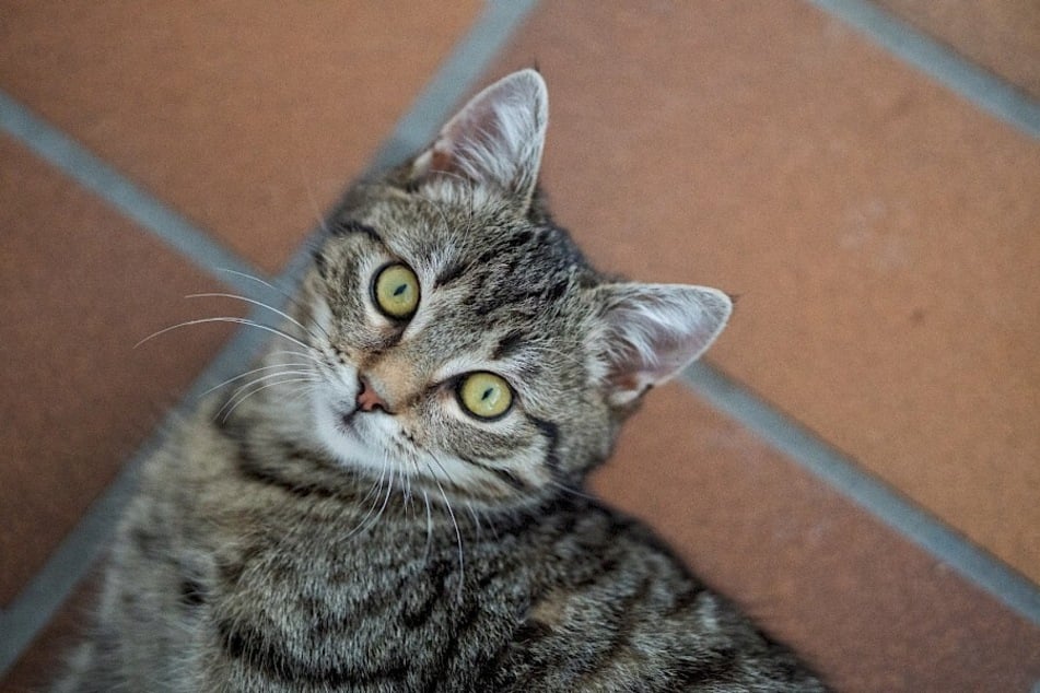 Trzy kotki urodziły się w 2025 roku i są więc jeszcze dość młode.