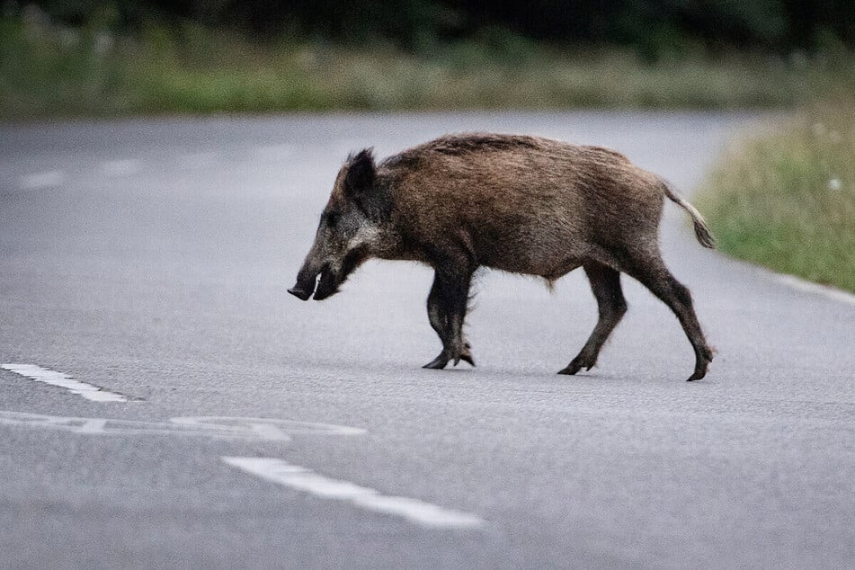 Mehrere Wildschweine wurden am späten Samstagabend auf der A61 überfahren, als sie die Autobahn kreuzen wollten. (Symbolfoto)