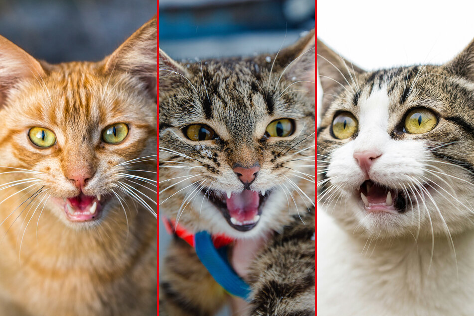 Vocal cat breeds: Top 10 loud meowing cats