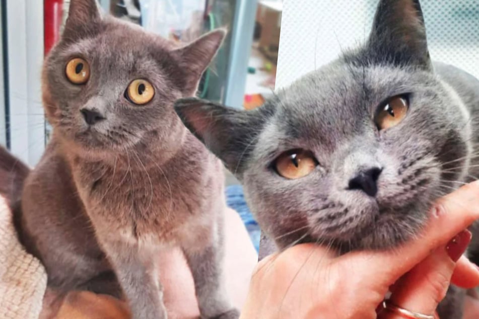 Gato salva a sus crías: pero la vida de Urmel sigue siendo especialmente injusta