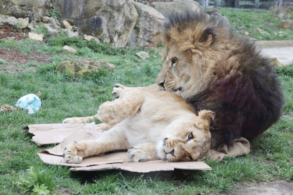 Gefahr für Mitarbeiter und Besucher: Zoo Erfurt bleibt auch am Freitag geschlossen
