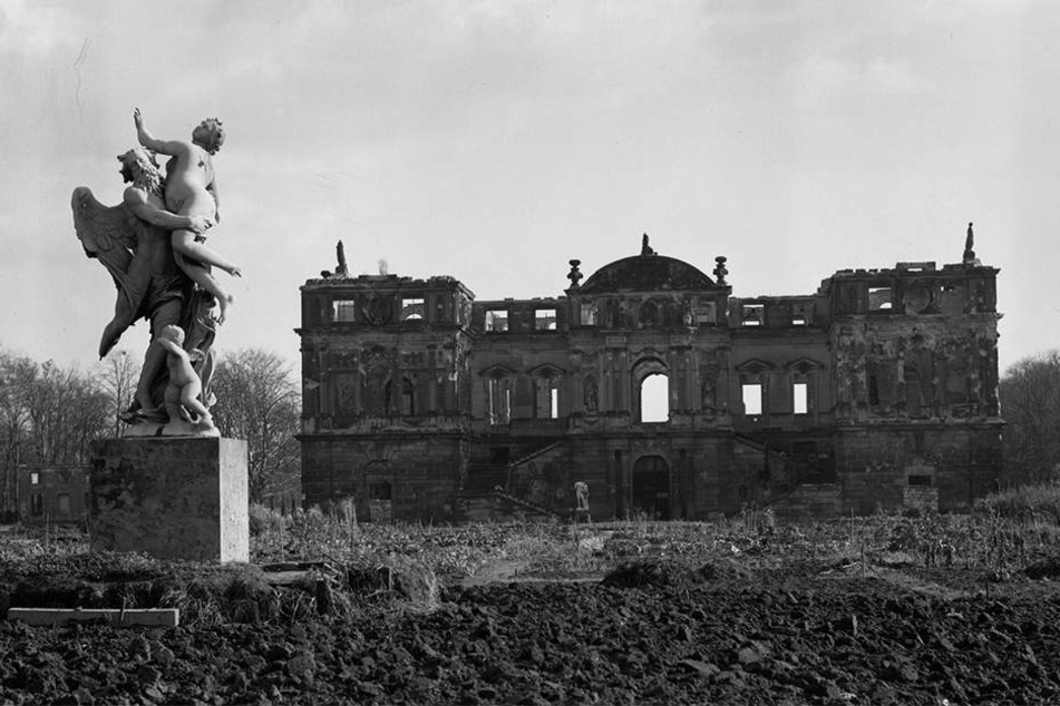 Im Zweiten Weltkrieg wurden weite Teile des Großen Gartens zerstört, etliche Bäume verbrannten. Eine Bombe traf auch den Stamm der Splittereiche.