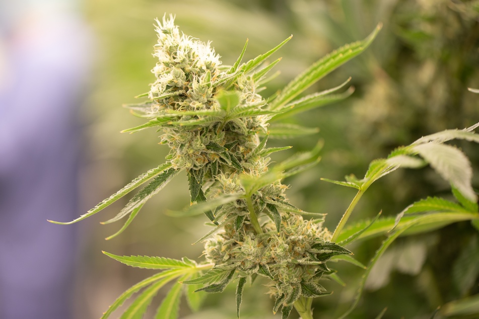 Zum Jahresende soll für Erwachsene der Besitz von maximal 25 Gramm Cannabis erlaubt sein.