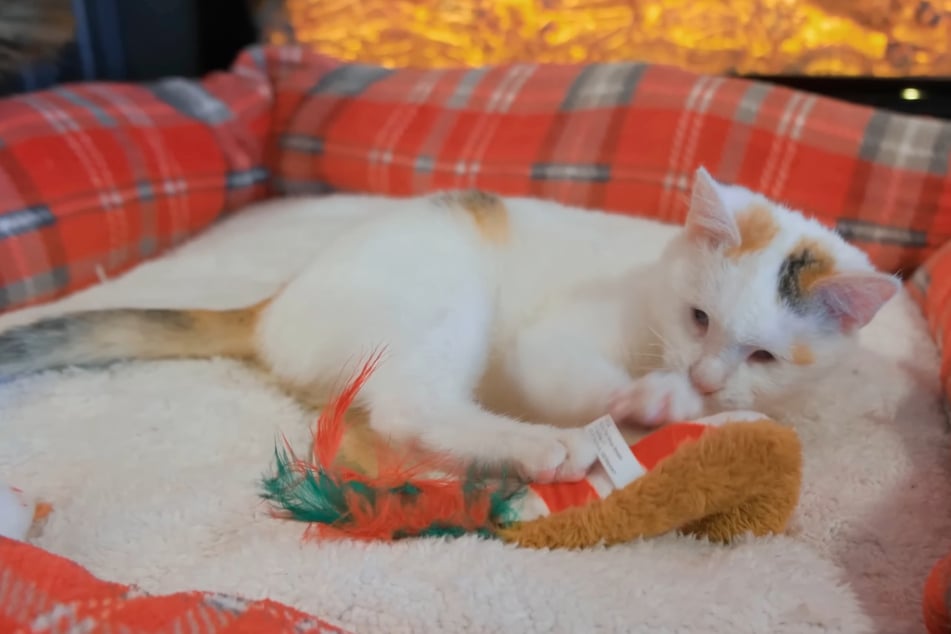 Final feliz provisional: Cleo está sana y puede recuperarse con los Love Furry Friends.