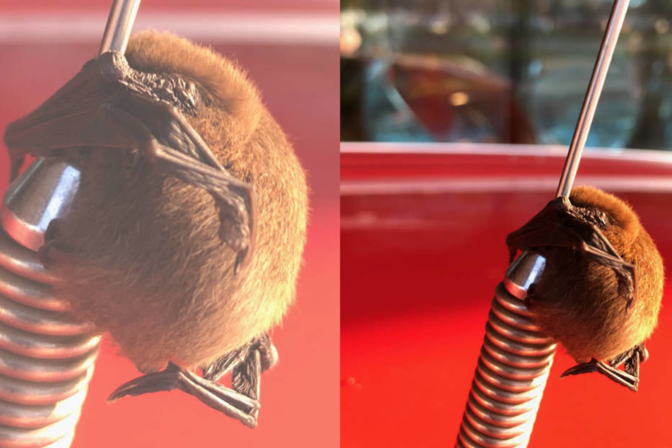 Kuriose Entdeckung am frühen Morgen: Die kleine Fledermaus konnte sich nicht mehr von der Antenne befreien.