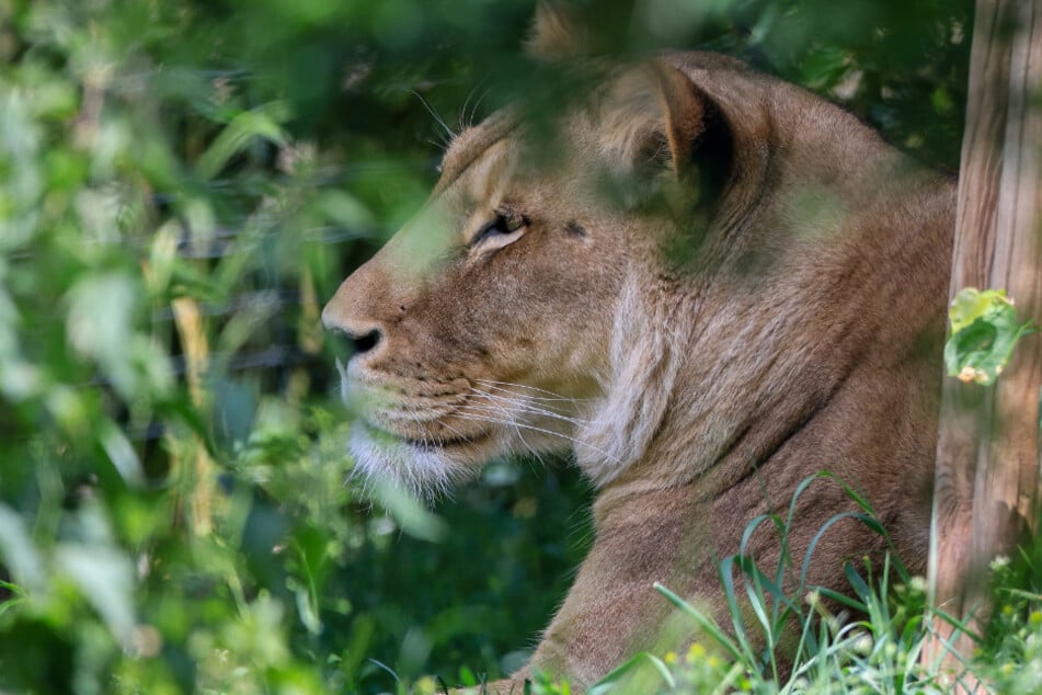 Berlin: Frei laufender Löwe: Private Haltung ist legal! PETA fordert Wildtierverbot