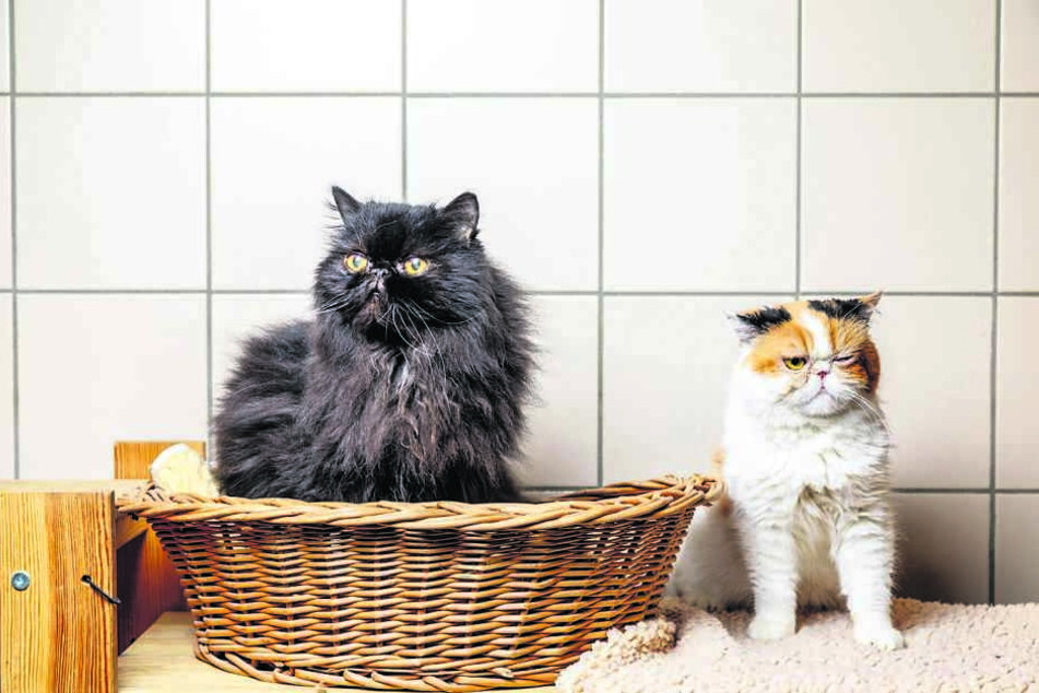 Die Perser-Katzen Dorie (r.) und Schnurzel.