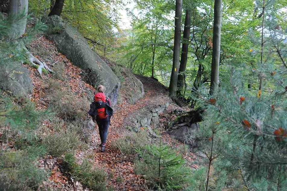 Wandern auf dem "Forststeig Elbsandstein".