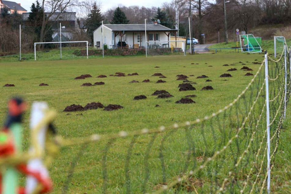 Nachdem der Sportplatz wieder in Schuss war, haben Maulwürfe den eigens aufgestellten Wildschutzzaun untergraben.