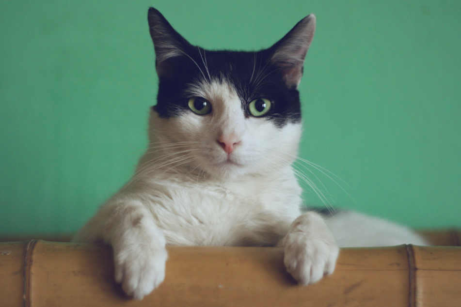 Informiert Euch in diesem Ratgeber über die Besonderheiten und das Verhalten Eurer Katze.
