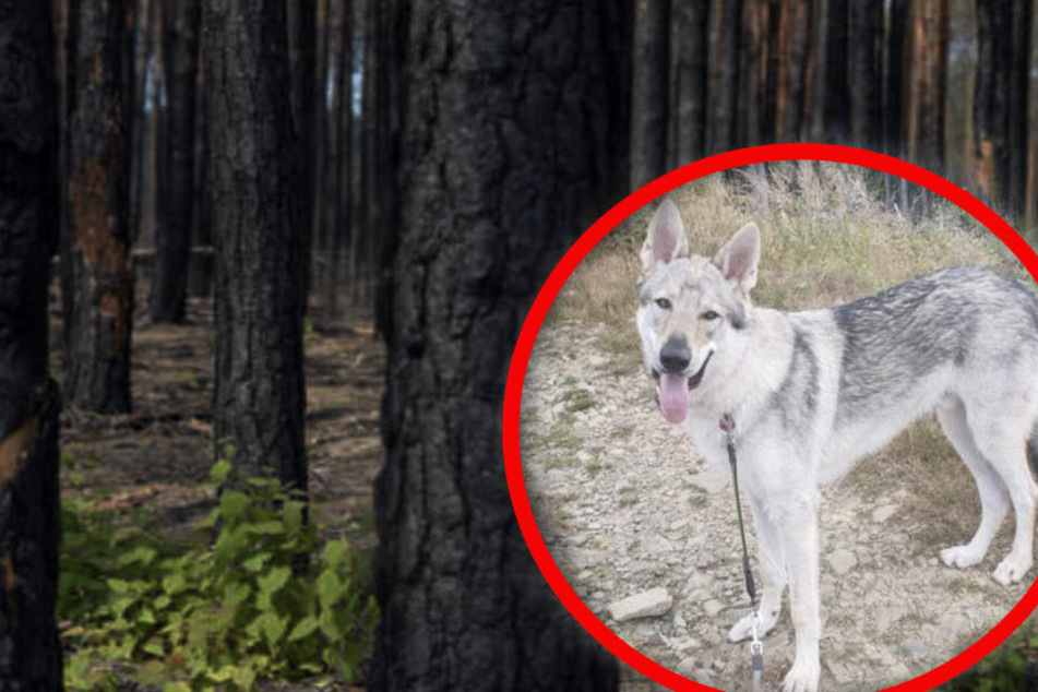 In einem Waldstück drei Kilometer von seinem Wohnort entfernt wurde Yukons Leiche gefunden.