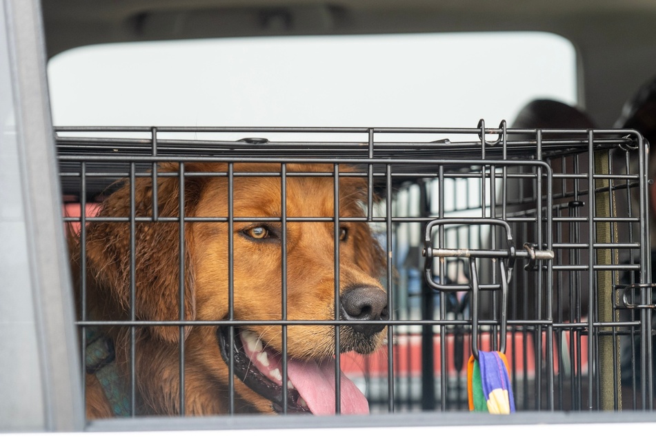 Transportboxen gibt es auch für große und sehr große Hunde.