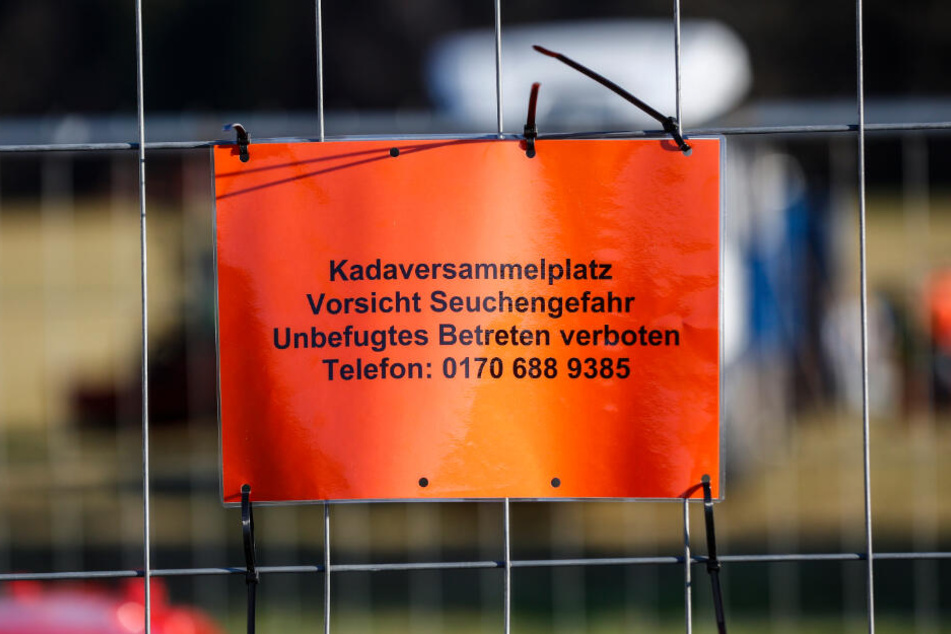 Für alle Fälle gerüstet: In Schirgiswalde-Kirschau wurde zur Probe ein Kadaversammelplatz eingerichtet.