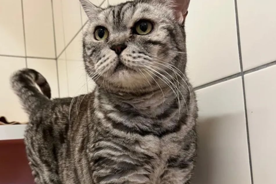 Micky es increíblemente cariñoso con las personas, pero con sus congéneres a veces recibe una bofetada del gato.