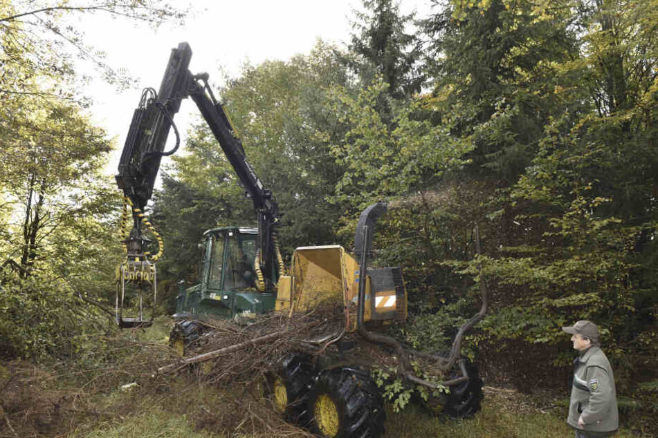 Die Beseitigung der massiven Borkenkäferschäden dauert in zahlreichen Wäldern auch über den Winter an.