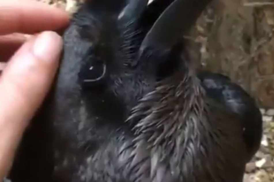 Kaninchen oder Krähe? Das ist hier die Frage...
