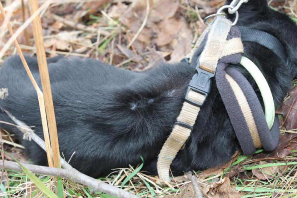 Der Mischlingshund ist verhungert und verdurstet.