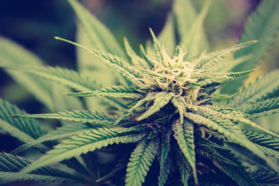 Der 14-jährige Drogendealer wurde während eines Streits mit einer Softair bedroht.