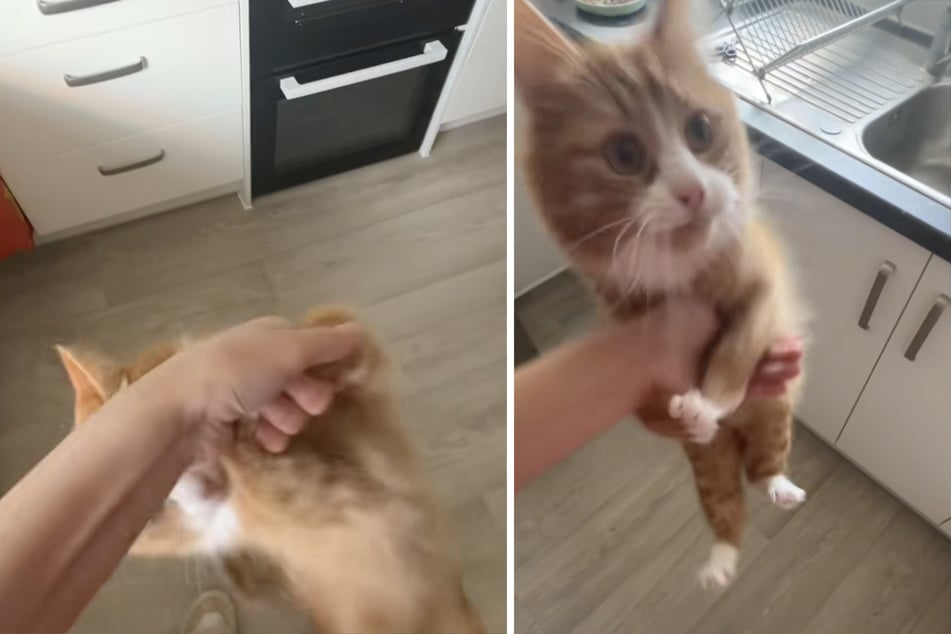 Kurz darauf baumelt Kater Cheese an der Hand seiner Besitzerin.