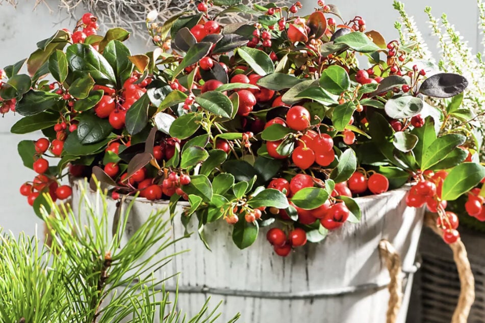 Die Scheinbeere ist sehr dekorativ. Die mehrjährige Pflanze bildet diese giftigen Beeren zum Herbst hin aus.