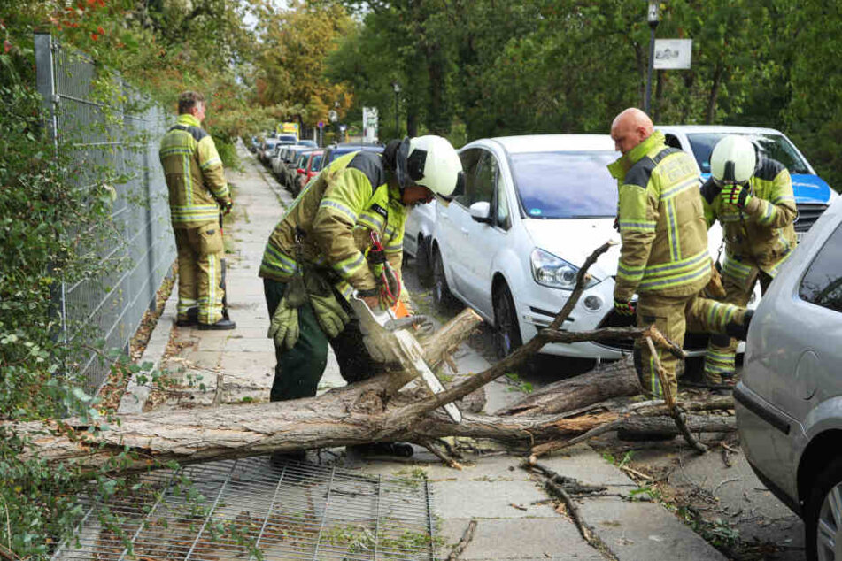 Die Übigauer Feuerwehr zersägt auf der Vorwerkstraße einen Baum, der auf einen weißen Ford stürzte und einen Zaun beschädigte.