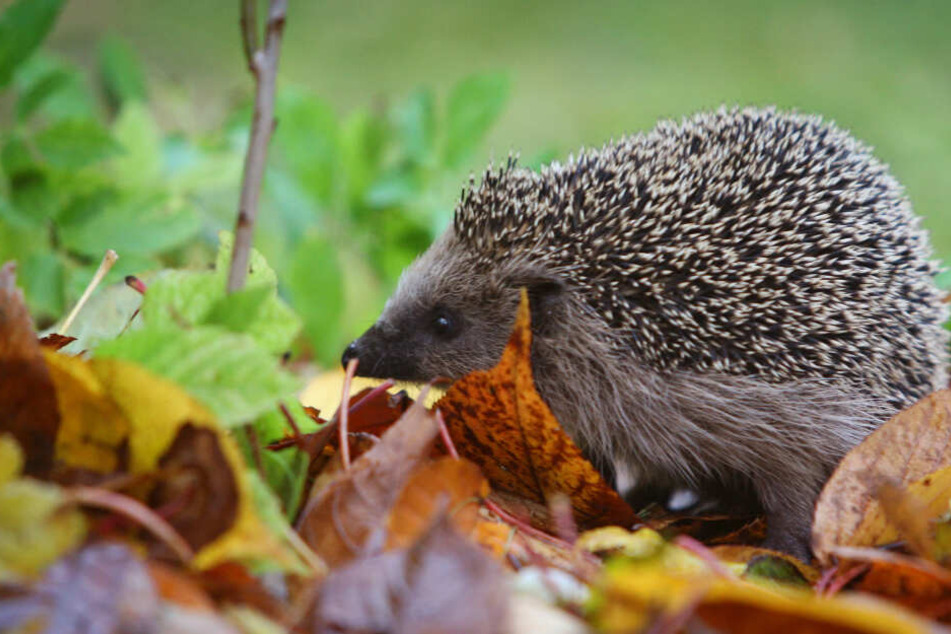 Ein Igel sucht seinen Weg durch das Laub.