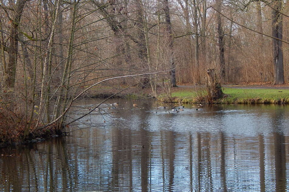 Der Teich im Abtnaundorfer Park ist längst gekippt und soll im August vom Schlamm befreit werden.