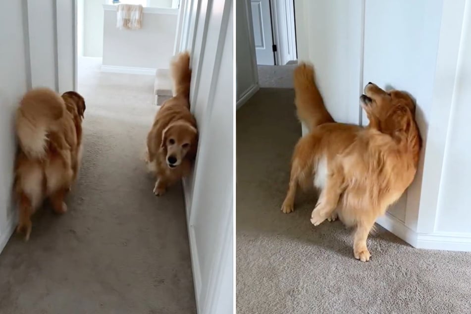 Kaum hat Courtney Budzyn die Wände geputzt, reiben sich ihre Golden Retriever wie wild daran.