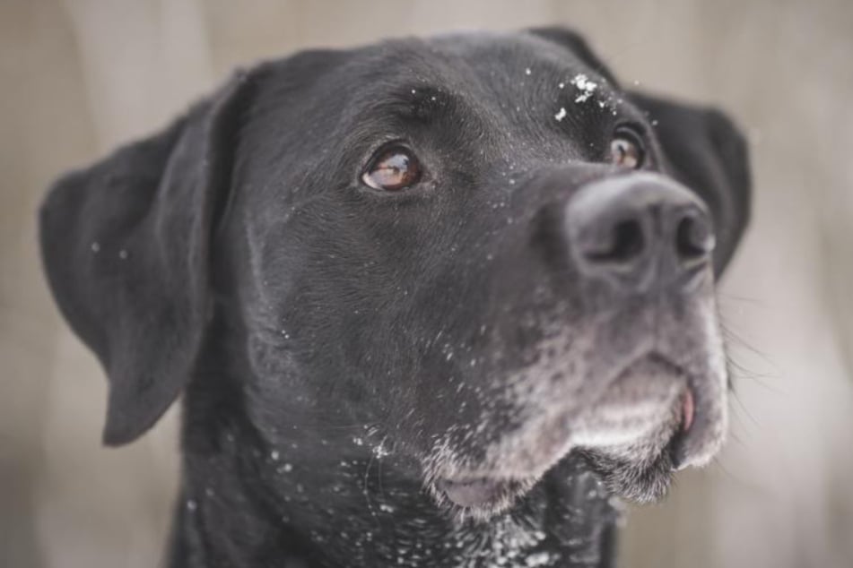 Hübscher Labrador hofft auf letzte Chance: Gibt es ein Happy End für Buddy?