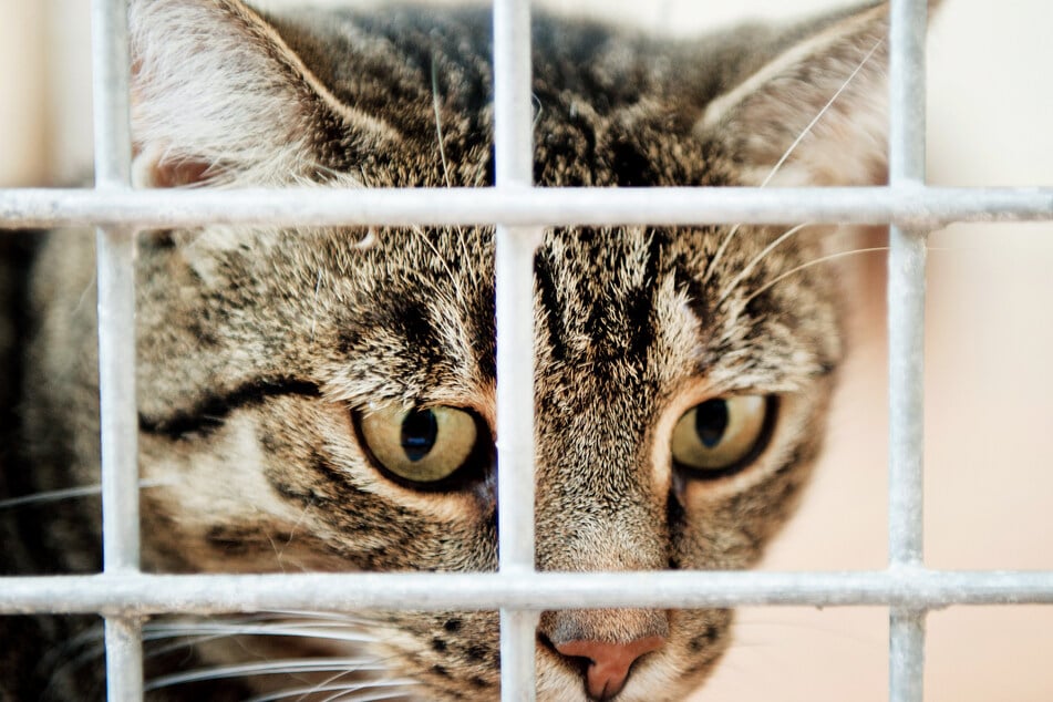 Ein unbekannter Täter hat mutmaßlich mehrere Katzen im Landkreis Donau-Ries mit einer Waffe verletzt. (Symbolfoto)