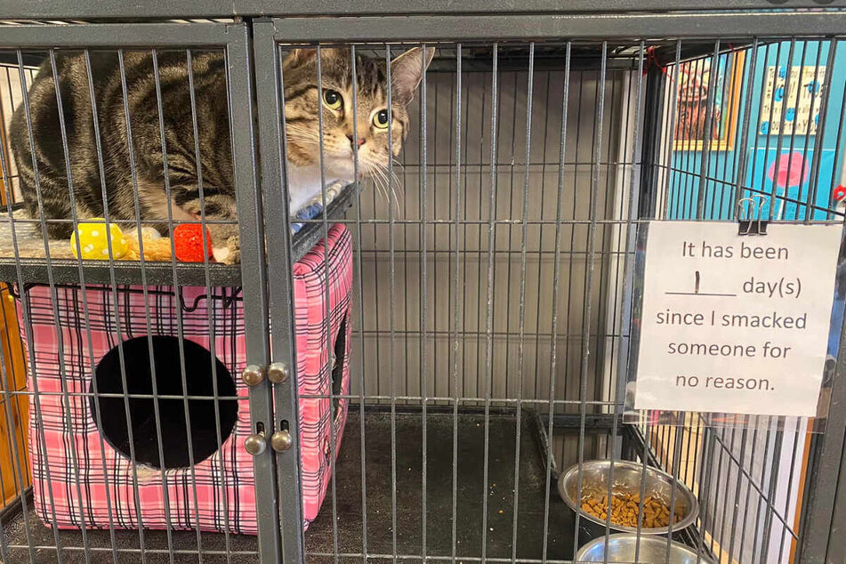 Sassy shelter cat gets an upgrade after "cranky old man" ways
