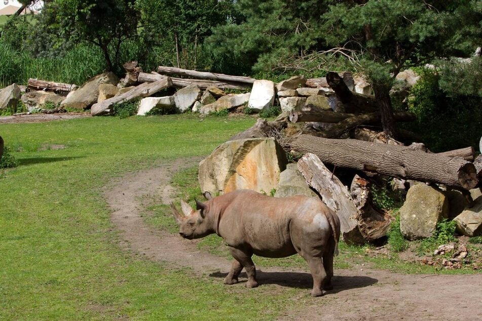 Nach den Elefanten, Löwen und weiteren Bewohnern hofft der Zoo Leipzig nun auch bei den Nashörnern auf Nachwuchs. Vungu und Maburi (hier im Bild) sollen für Zuwachs sorgen.