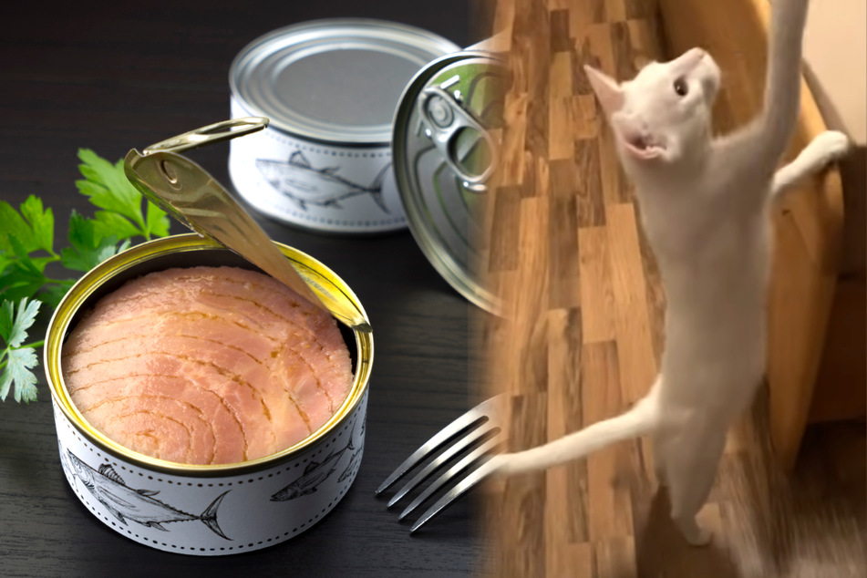 Katze wacht blitzschnell auf, weil ihr Herrchen einen besonderen Trick kennt