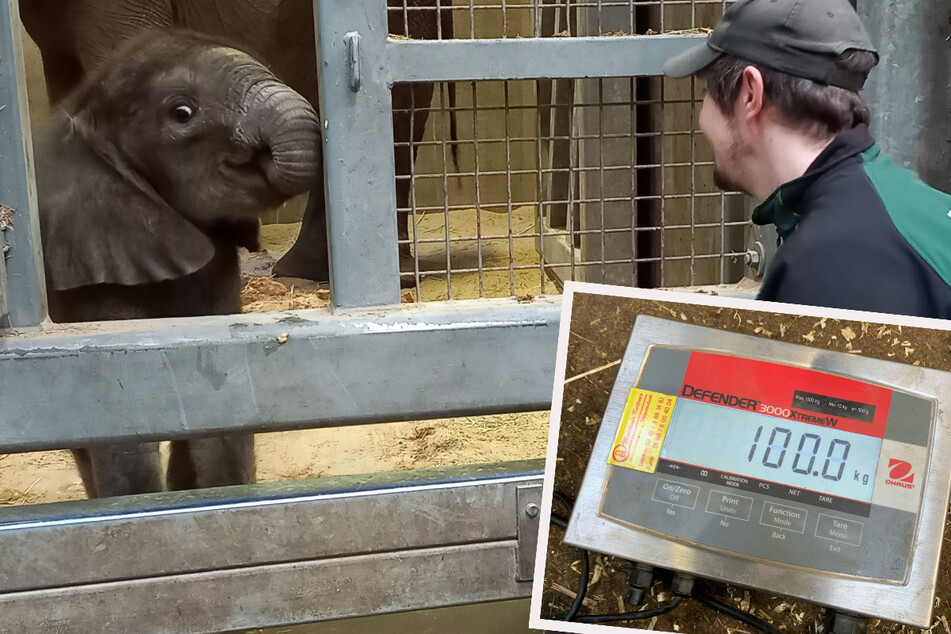 Wonneproppen: Elefanten-Baby bringt bereits 100 Kilo auf die Waage!