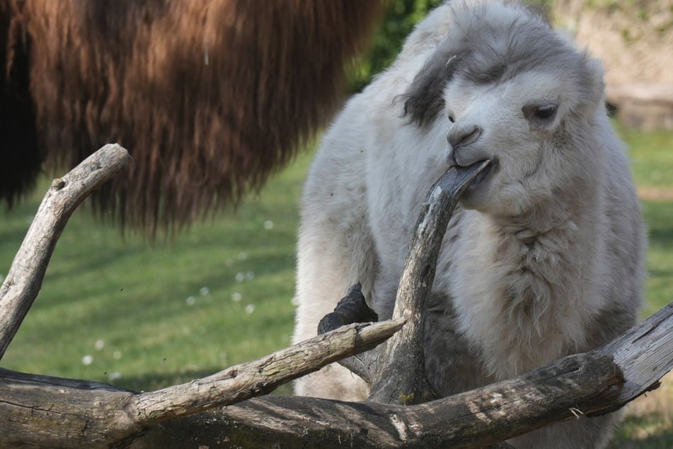 Kölner Zoo muss sich von kölschem Original trennen: Seine Farbe hat Seltenheitswert