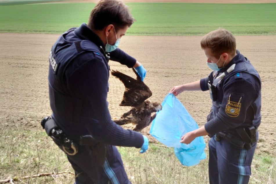 Polizisten bergen einen mutmaßlich vergifteten Mäusebussard im Landkreis Straubing-Bogen.