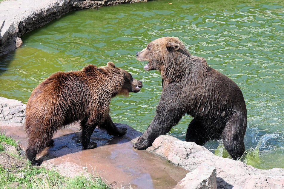 Bisher lieferte Benno im Pool der Anlage eher eine "One-Bear-Show". Nun hat auch seine Schwester das nasse Element für sich entdeckt.