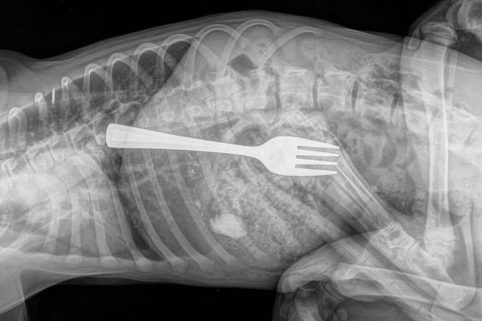 Schock-Röntgenbild eines Hunde-Magens