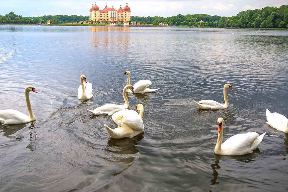 Auf dem Junggesellen-Teich in Moritzburg schwimmen dagegen fast nur Singles.