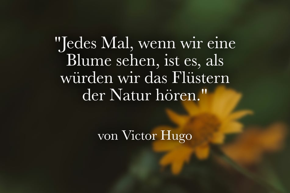 Ein schöner Spruch über Blumen stammt von Victor Hugo: "Jedes Mal, wenn wir eine Blume sehen, ist es, als würden wir das Flüstern der Natur hören."