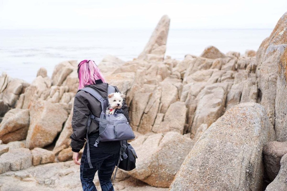 Lange Wanderungen sind mit einer Hundetragetasche auch für kleine Vierbeiner möglich.