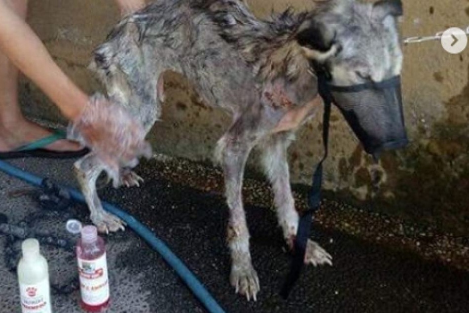 Der Hund war völlig verwahrlost, als Rico Soegarti ihn fand.