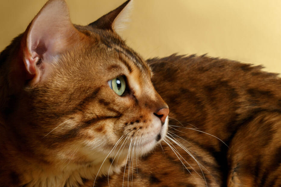Der Bengalkater ist auch dem Weg der Besserung. (Symbolbild)